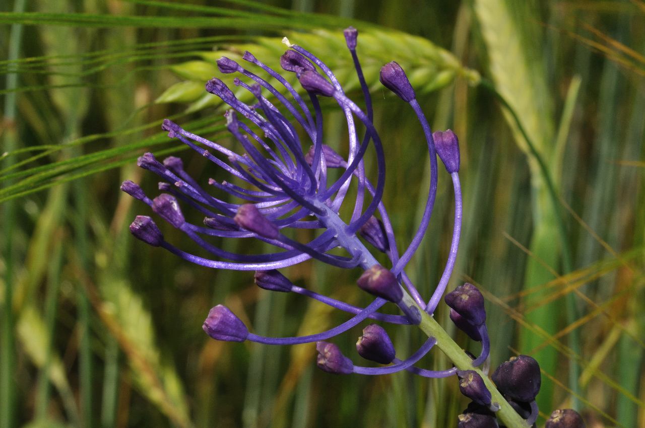 Muscari comosum